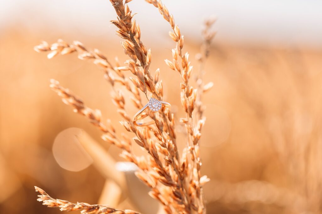 Engagement ring on a corn stalk