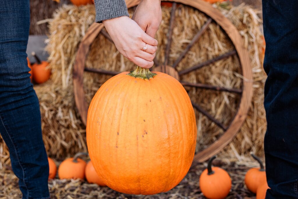 Engagement ring shot with a pumpkin at the Calgary Farmyard