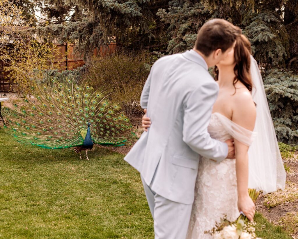 Wedding couple kissing out of focus while a peacock is in focus behind them